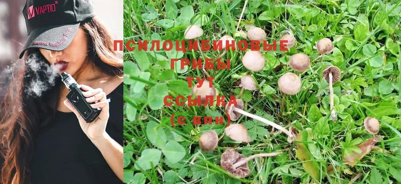 Галлюциногенные грибы Psilocybe  купить наркотик  Геленджик 